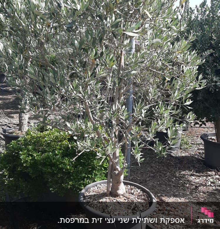 עץ זית בעציץ גדול עם צינורות השקיה